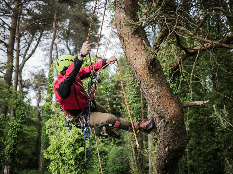 Ga Be Tree Service arborist roped and harnessed high in a tall pine during a tree removal