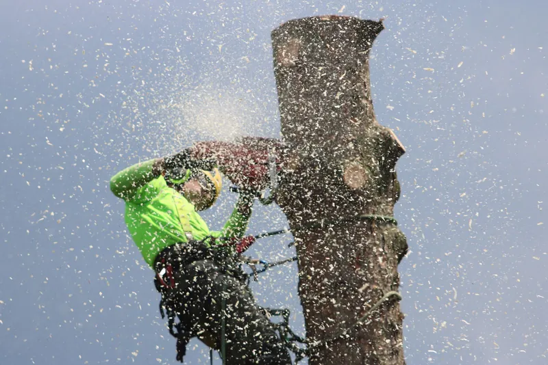 Ga Be Tree Service climber topping a large trunk in a spray of sawdust