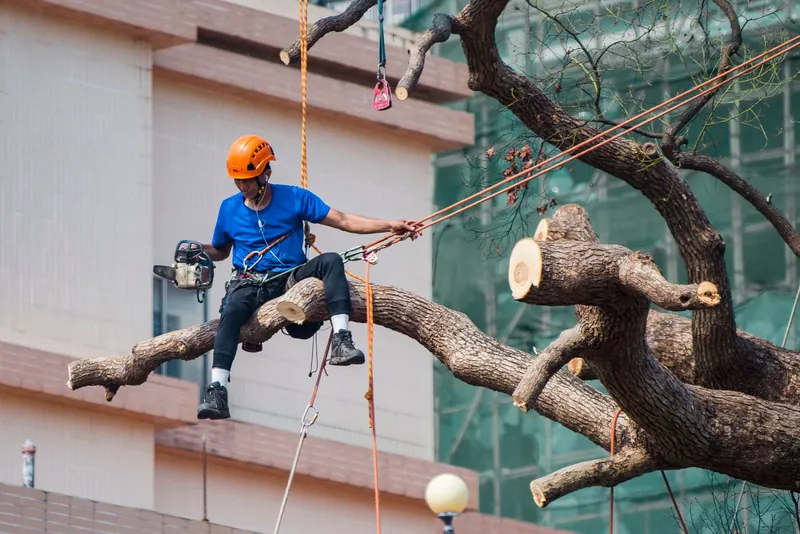 Ga Be Tree Service climber rigging and lowering a large limb with ropes